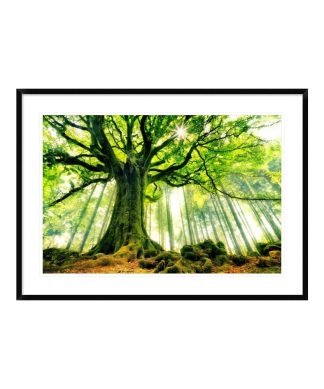 "Ponthus Beech" Framed Digital Print by Christophe Kiciak, 44x32"