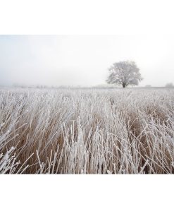 Winter Frosted Tree and Landscape Photography, 30x20
