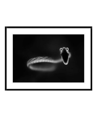 "Vine Snake Strike" Framed Digital Print by Thomas Haney, 44x32"