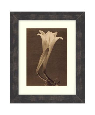"Single Lily" Sepia Tone Framed Photo, 22"X31"