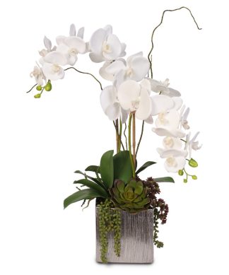 White Phalaenopsis Orchids With Succulents in Silver Ceramic Pot