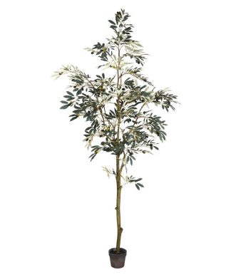 7' Potted Olive Tree 1175Lvs