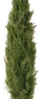 72" Arborvitae With Green Pot