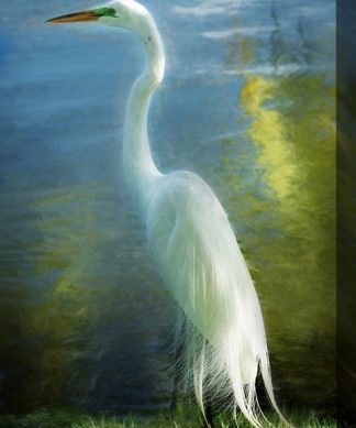 West of the Wind Outdoor Canvas 30?40?Wall Art - Poised Patience